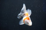 Ryukin  Calico 3.5 Inch (ID#1022Ry7a-6) Free2Day SHIPPING