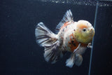 Thai Oranda  Calico 6 Inch (ID#1231To2b-57) Free2Day SHIPPING