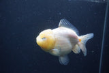 Yuan Bao Oranda  Sakura 4 Inch (ID#1231Yb10b-63) Free2Day SHIPPING