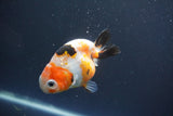 Milk Cow Ranchu  Calico 4 Inch (ID#1004R9a-66) Free2Day SHIPPING