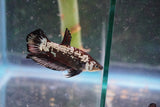 Black   Samurai Plakat Male Betta (ID#801-M124) Free2Day SHIPPING