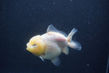 Yuan Bao Oranda  Sakura 4 Inch (ID#1231Yb10b-63) Free2Day SHIPPING