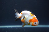 Milk Cow Ranchu  Calico 4 Inch (ID#1004R9a-66) Free2Day SHIPPING