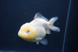 Yuan Bao Oranda  Sakura 4 Inch (ID#1231Yb10b-63) Free2Day SHIPPING