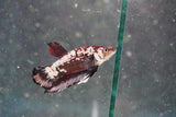 Black   Samurai Plakat Male Betta (ID#801-M124) Free2Day SHIPPING