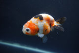 Milk Cow Ranchu  Calico 4 Inch (ID#1004R9a-66) Free2Day SHIPPING