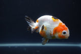 Milk Cow Ranchu  Calico 4 Inch (ID#1004R9a-66) Free2Day SHIPPING