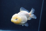 Yuan Bao Oranda  Sakura 4 Inch (ID#1231Yb10b-63) Free2Day SHIPPING