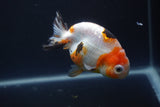 Milk Cow Ranchu  Calico 4 Inch (ID#1004R9a-66) Free2Day SHIPPING