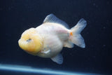 Yuan Bao Oranda  Sakura 4 Inch (ID#1231Yb10b-63) Free2Day SHIPPING