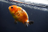 Milk Cow Ranchu  Calico 4 Inch (ID#1008R9a-65) Free2Day SHIPPING