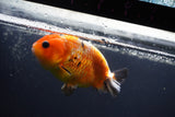 Milk Cow Ranchu  Calico 4 Inch (ID#1008R9a-65) Free2Day SHIPPING