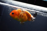 Milk Cow Ranchu  Calico 4 Inch (ID#1008R9a-65) Free2Day SHIPPING