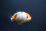 Milk Cow Ranchu  Calico 4 Inch (ID#1008R9a-65) Free2Day SHIPPING