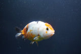 Milk Cow Ranchu  Calico 4 Inch (ID#1008R9a-65) Free2Day SHIPPING