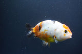 Milk Cow Ranchu  Calico 4 Inch (ID#1008R9a-65) Free2Day SHIPPING