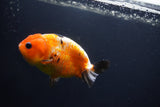 Milk Cow Ranchu  Calico 4 Inch (ID#1008R9a-65) Free2Day SHIPPING