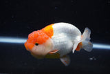 Lionchu  Red White 4 Inch (ID#1112R12b-96) Free2Day SHIPPING