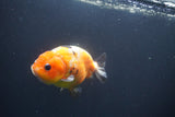 Milk Cow Ranchu  Calico 4 Inch (ID#1008R9a-65) Free2Day SHIPPING