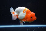 Lionchu  Red White 4 Inch (ID#1108R12b-97) Free2Day SHIPPING