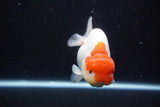 Lionchu  Red White 4 Inch (ID#1112R12b-97) Free2Day SHIPPING