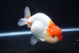 Lionchu  Red White 4 Inch (ID#1112R12b-97) Free2Day SHIPPING