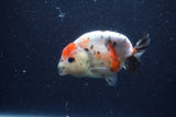 Juvenile Ranchu  Calico 3.5 Inch (ID#1206R9b-65) Free2Day SHIPPING