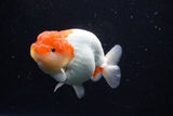 Lionchu  Red White 4 Inch (ID#1112R12b-97) Free2Day SHIPPING