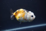 Milk Cow Ranchu  Calico 3.5 Inch (ID#1004R9a-67) Free2Day SHIPPING