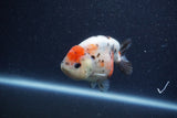 Juvenile Ranchu  Calico 3.5 Inch (ID#1206R9b-65) Free2Day SHIPPING