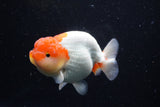 Lionchu  Red White 4 Inch (ID#1112R12b-97) Free2Day SHIPPING