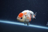 Juvenile Ranchu  Calico 3.5 Inch (ID#1206R9b-65) Free2Day SHIPPING