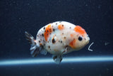 Juvenile Ranchu  Calico 3.5 Inch (ID#1206R9b-65) Free2Day SHIPPING