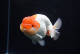 Lionchu  Red White 4 Inch (ID#1112R12b-97) Free2Day SHIPPING