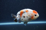 Juvenile Ranchu  Calico 3.5 Inch (ID#1206R9b-65) Free2Day SHIPPING