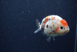 Juvenile Ranchu  Calico 3.5 Inch (ID#1206R9b-65) Free2Day SHIPPING