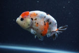 Juvenile Ranchu  Calico 3.5 Inch (ID#1206R9b-65) Free2Day SHIPPING