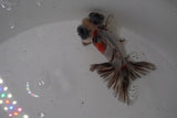 Butterfly  Calico 3.5 Inch (ID#1224B8b-47) Free2Day SHIPPING