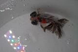 Butterfly  Calico 3.5 Inch (ID#1224B8b-47) Free2Day SHIPPING