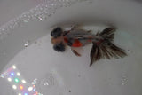 Butterfly  Calico 3.5 Inch (ID#1224B8b-47) Free2Day SHIPPING