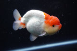 Lionchu  Red White 4 Inch (ID#1112R12b-97) Free2Day SHIPPING