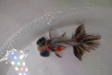 Butterfly  Calico 3.5 Inch (ID#1224B8b-47) Free2Day SHIPPING