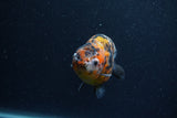 Juvenile Ranchu  Calico 3 Inch (ID#1206R9b-68) Free2Day SHIPPING