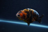 Juvenile Ranchu  Calico 3 Inch (ID#1206R9b-68) Free2Day SHIPPING