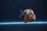 Juvenile Ranchu  Calico 3 Inch (ID#1206R9b-68) Free2Day SHIPPING