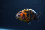 Juvenile Ranchu  Calico 3 Inch (ID#1206R9b-68) Free2Day SHIPPING