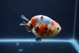 Juvenile Ranchu  Calico 3.5 Inch (ID#1206R9b-69) Free2Day SHIPPING