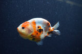 Juvenile Ranchu  Calico 3.5 Inch (ID#1206R9b-69) Free2Day SHIPPING