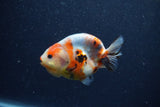 Juvenile Ranchu  Calico 3.5 Inch (ID#1206R9b-69) Free2Day SHIPPING