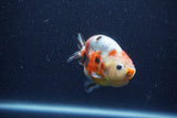 Juvenile Ranchu  Calico 3.5 Inch (ID#1206R9b-69) Free2Day SHIPPING